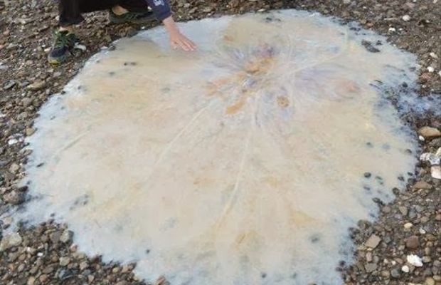 medusa-gigante-australia