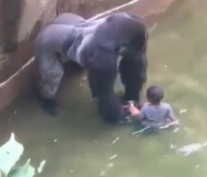 Zoo di cincinnati: ucciso gorilla per salvare bimbo