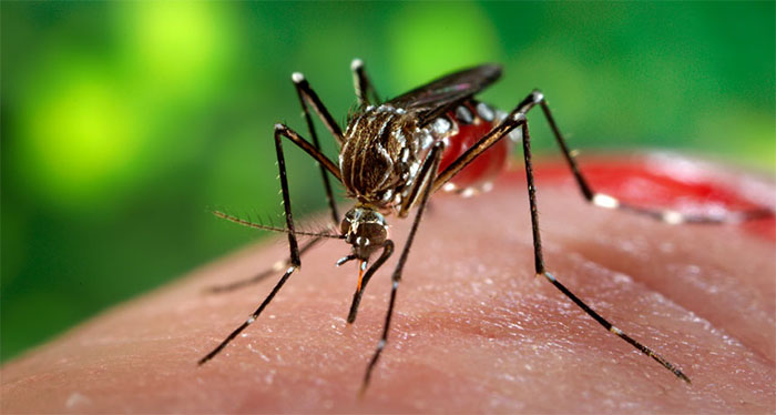Virus Zika Emilia Romagna infette persone a Modena e Coreggio