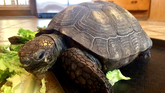 A 10 anni riceve un cucciolo di tartaruga: restano insieme per più di 50 anni